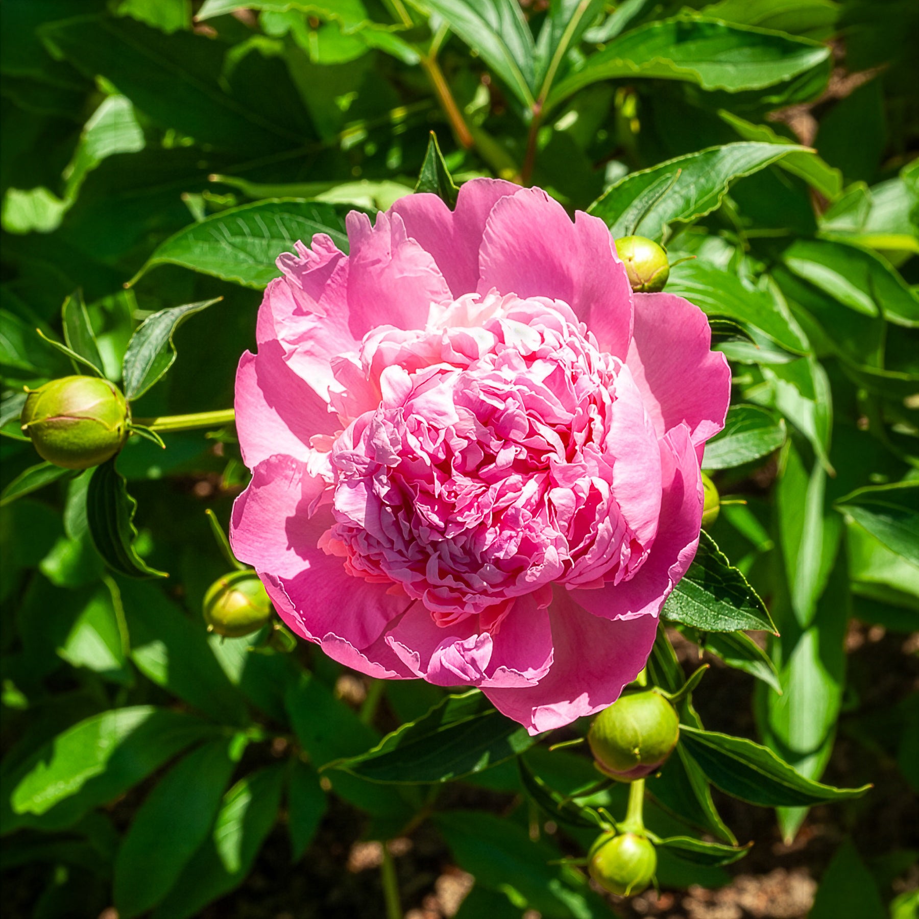 Pfingstrose Monsieur Jules Elie - Paeonia lactiflora Monsieur Jules Elie - Bakker