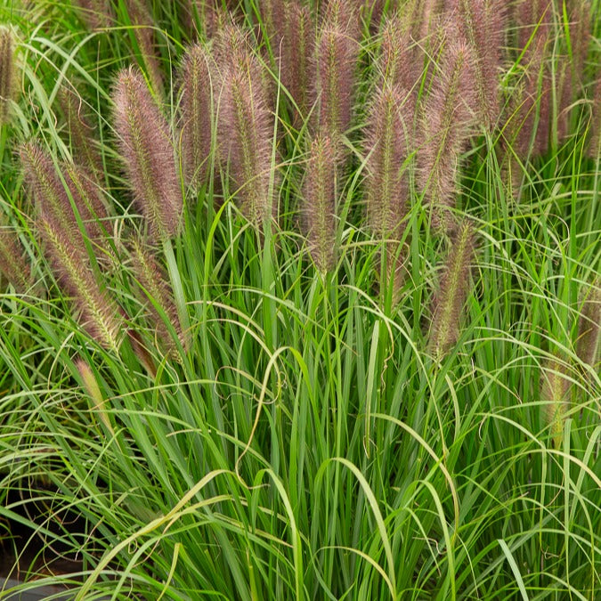Federborstengras Japonicum - Pennisetum alopecuroides japonicum - Bakker