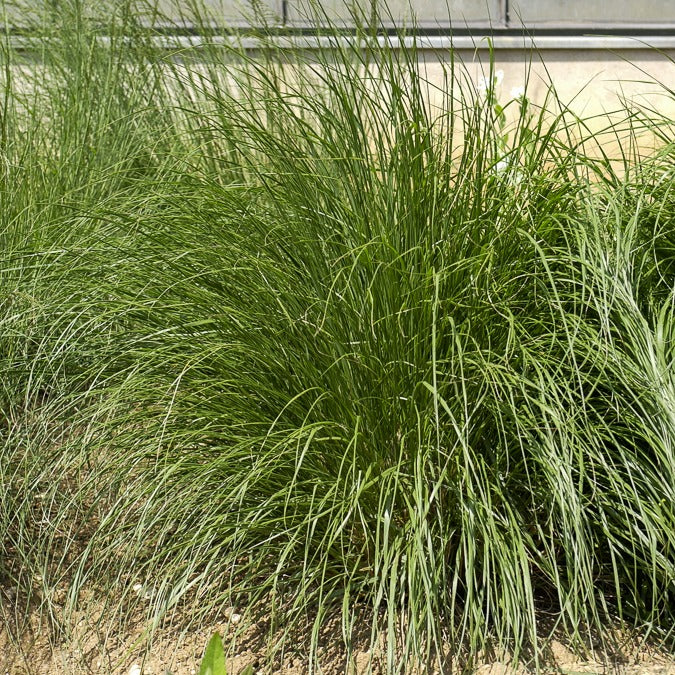Pennisetum alopecuroides japonicum - Federborstengras Japonicum - Pennisetum