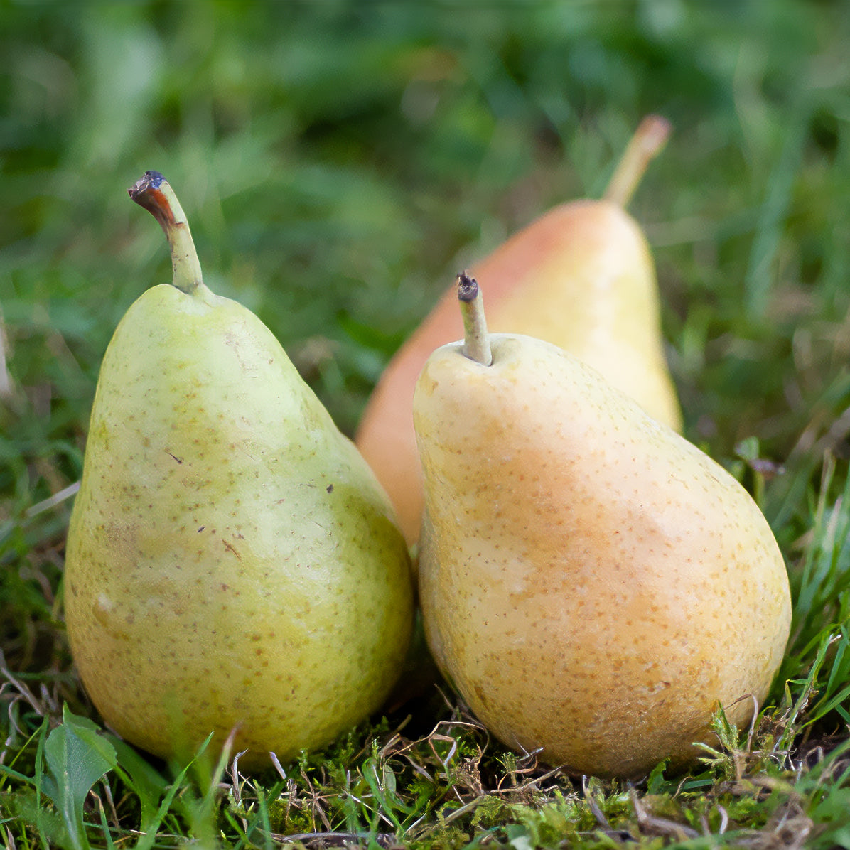 Birnbaum Dr. Jules Guyot - Pyrus communis dr. jules guyot - Bakker