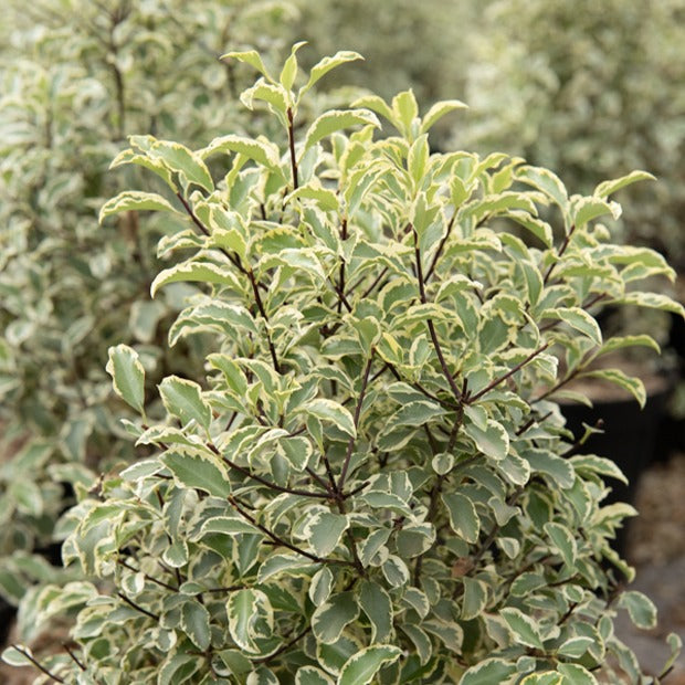 Verkauf Pittosporum 'Variegatum'