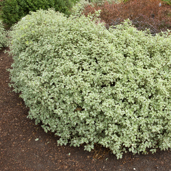 Pittosporum 'Variegatum' - Immergrüne Sträucher - Bakker
