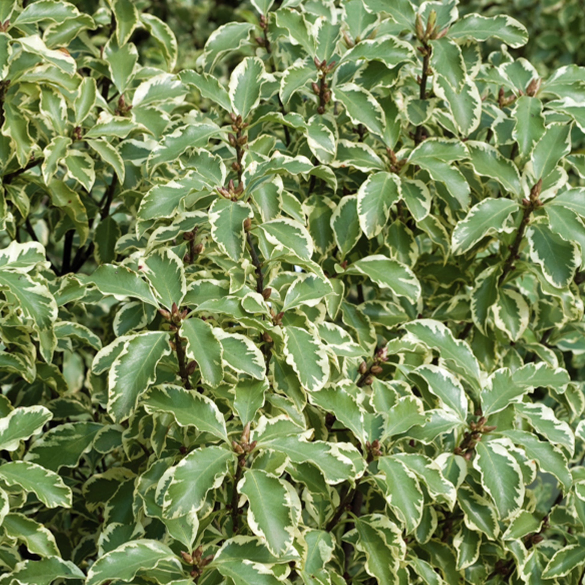 Pittosporum 'Variegatum' - Pittosporum tenuifolium Variegatum - Bakker