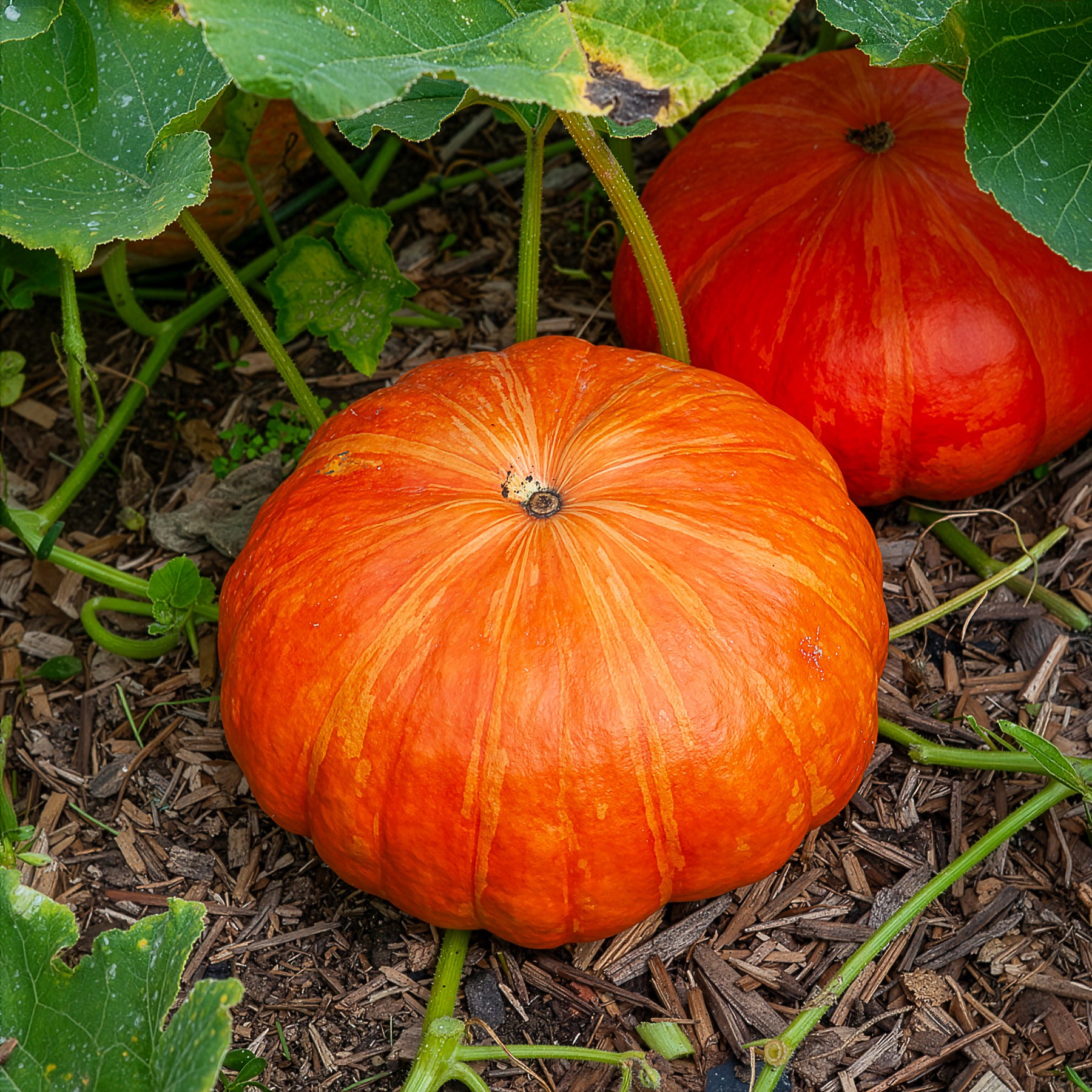 Cucurbita maxima - Kürbis ‘Rouge Vif d’Étampes’ Pflanzen (x3) - Gemüsepflanzen