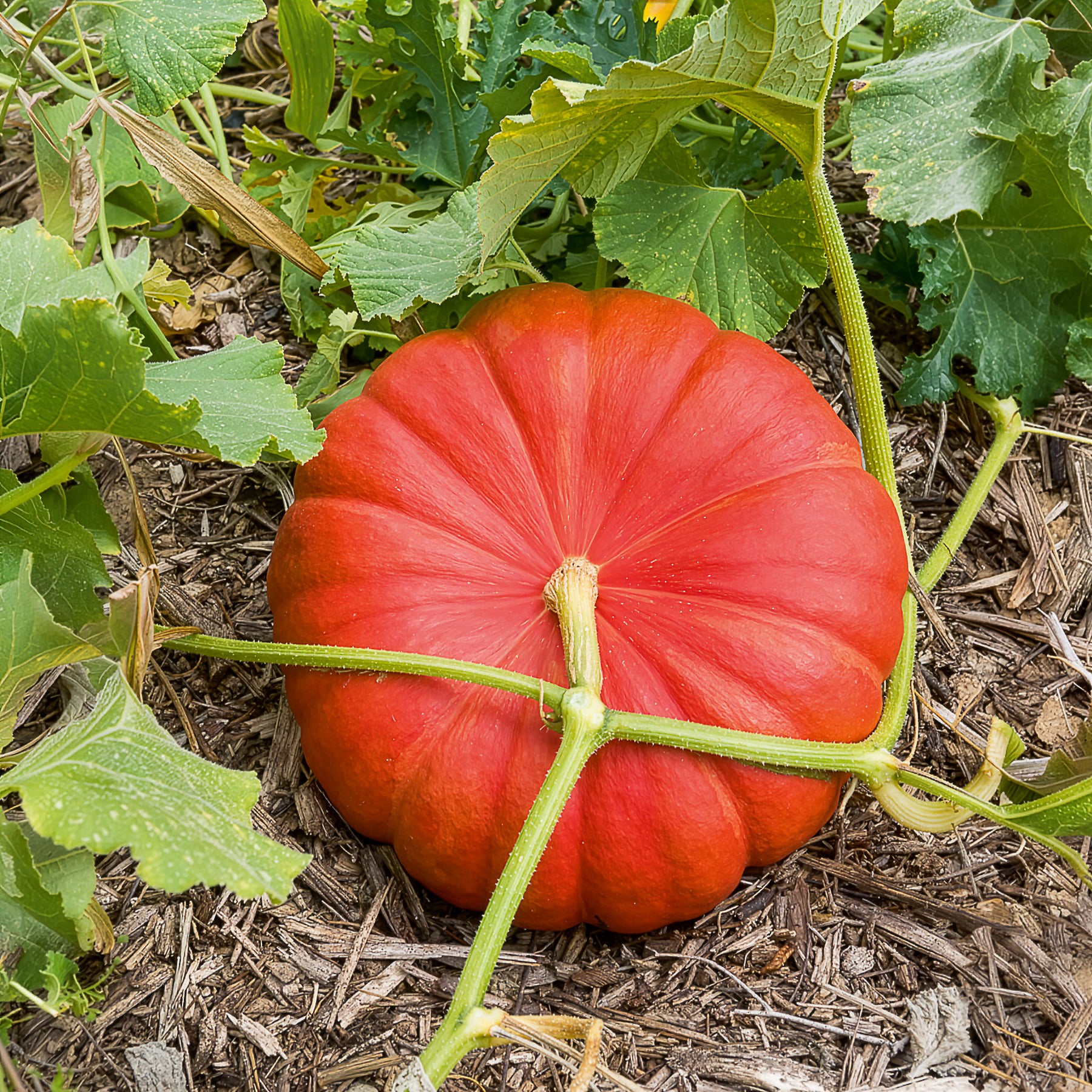 Kürbis ‘Rouge Vif d’Étampes’ Pflanzen (x3) - Bakker