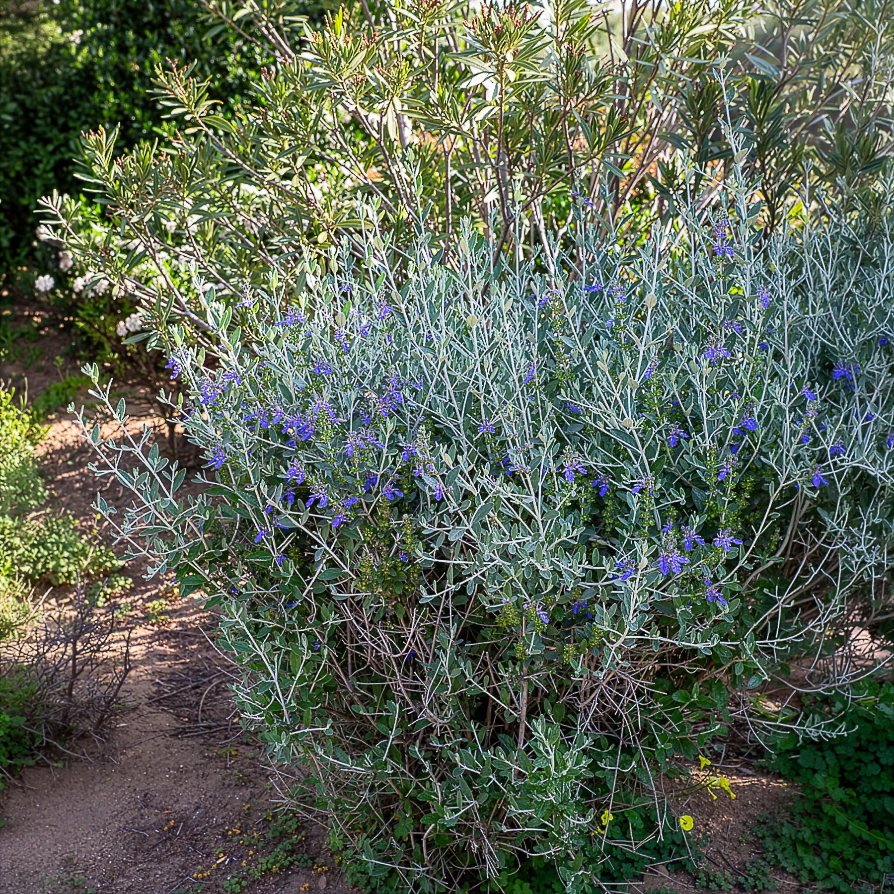 Verkauf Strauch-Gamander 'Azureum' - Teucrium fruticans 'azureum'