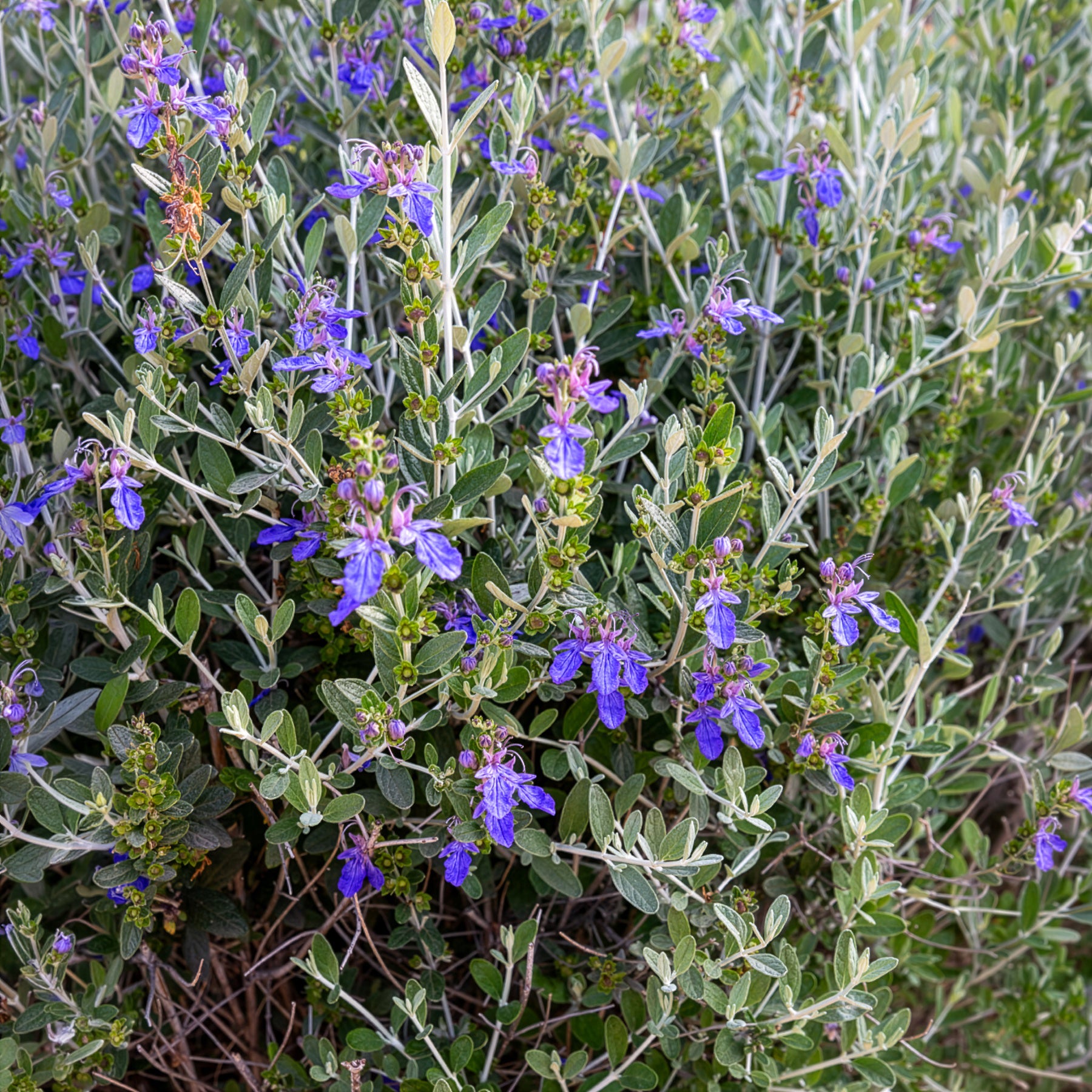 Strauch-Gamander 'Azureum' - Bakker