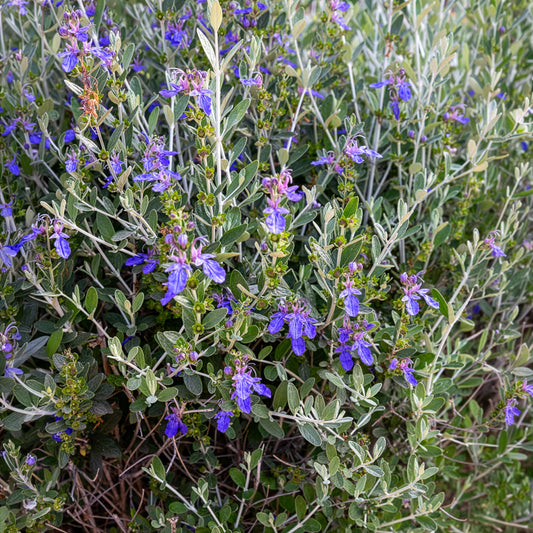 Strauch-Gamander 'Azureum' - Bakker