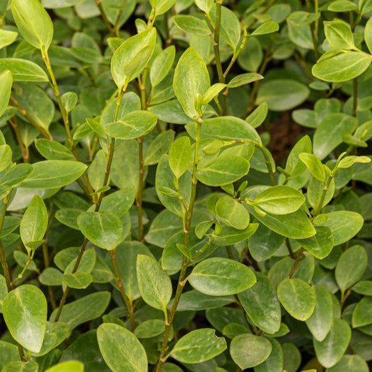 Griselinia (x3) - Bakker