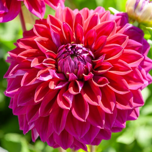 Große Dahlien Mischung (x5) - Dahlia 'Diva', 'Clair Obscure', 'Mistery Day', 'Seduction', 'Luka Johanna' - Bakker