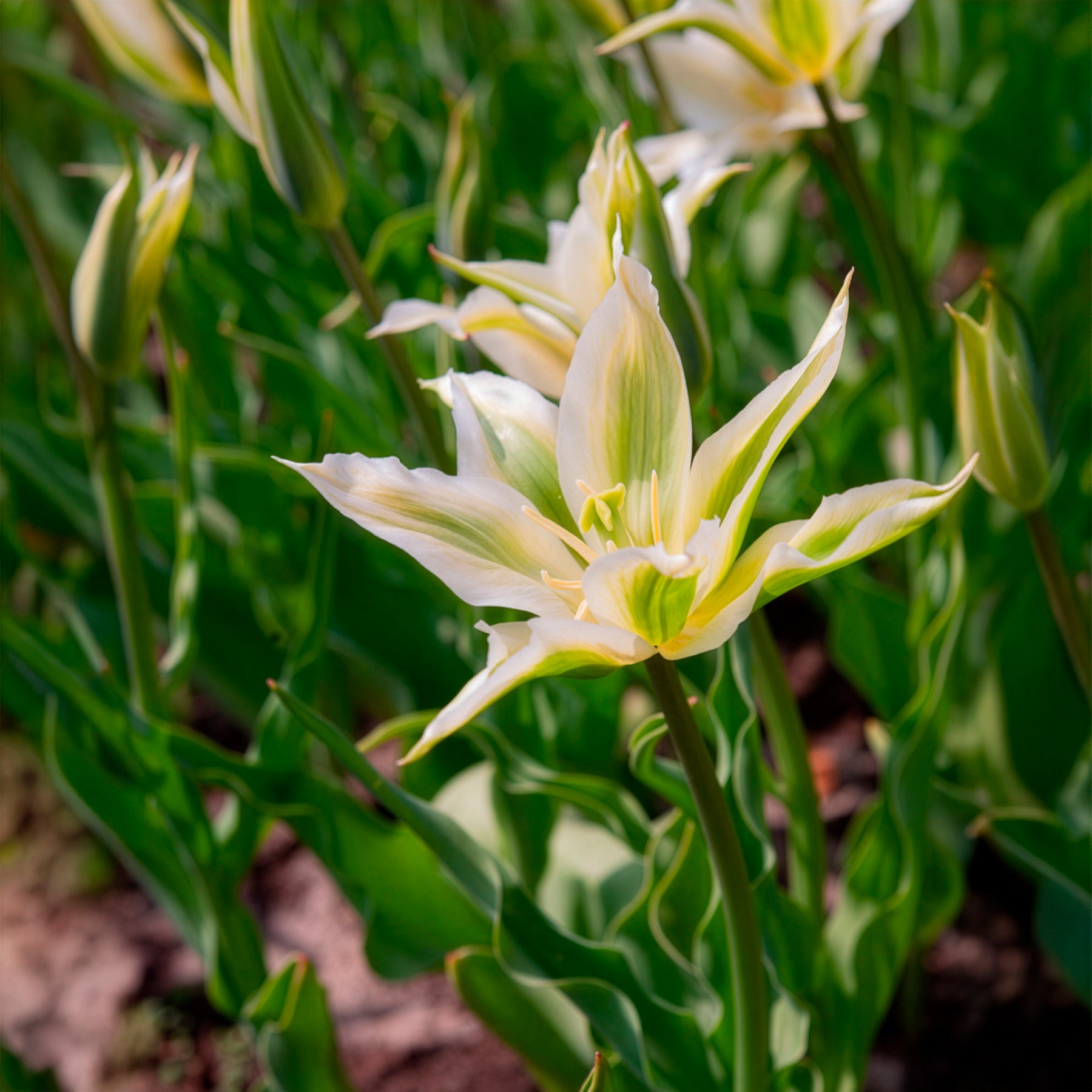 Verkauf Lilienblütige Tulpe 'Greenstar' (x10) - Tulipa greenstar