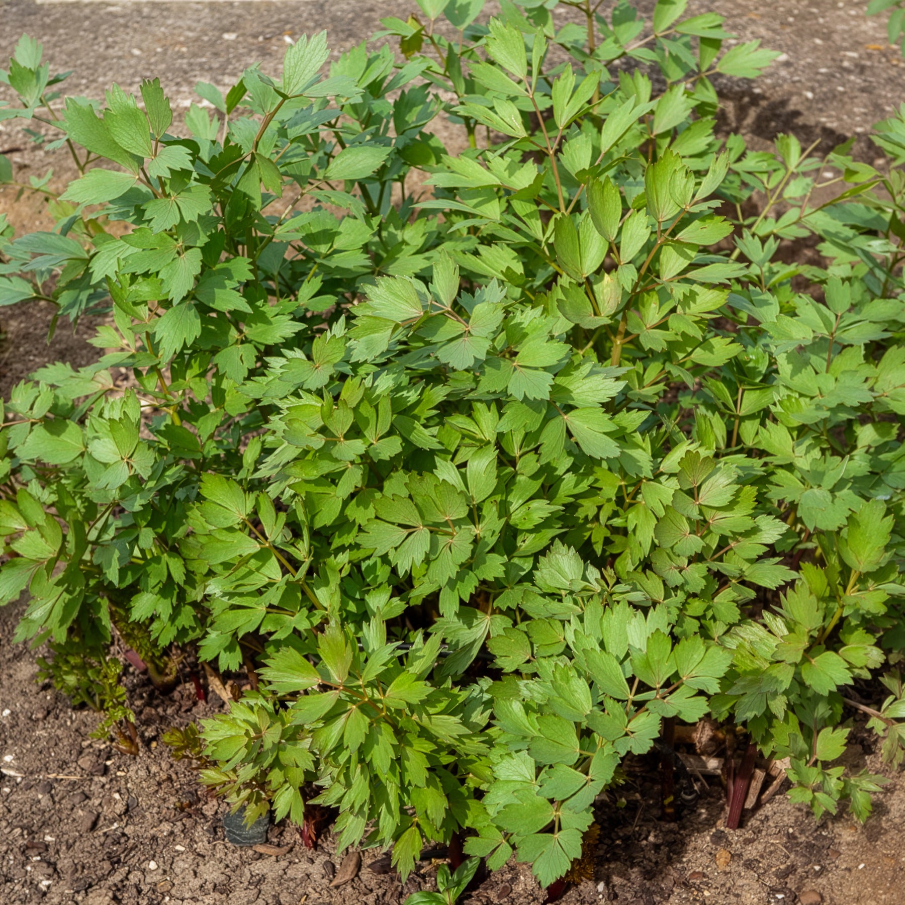 Levisticum officinalis - Maggikraut Bio - Bio-Kräuter