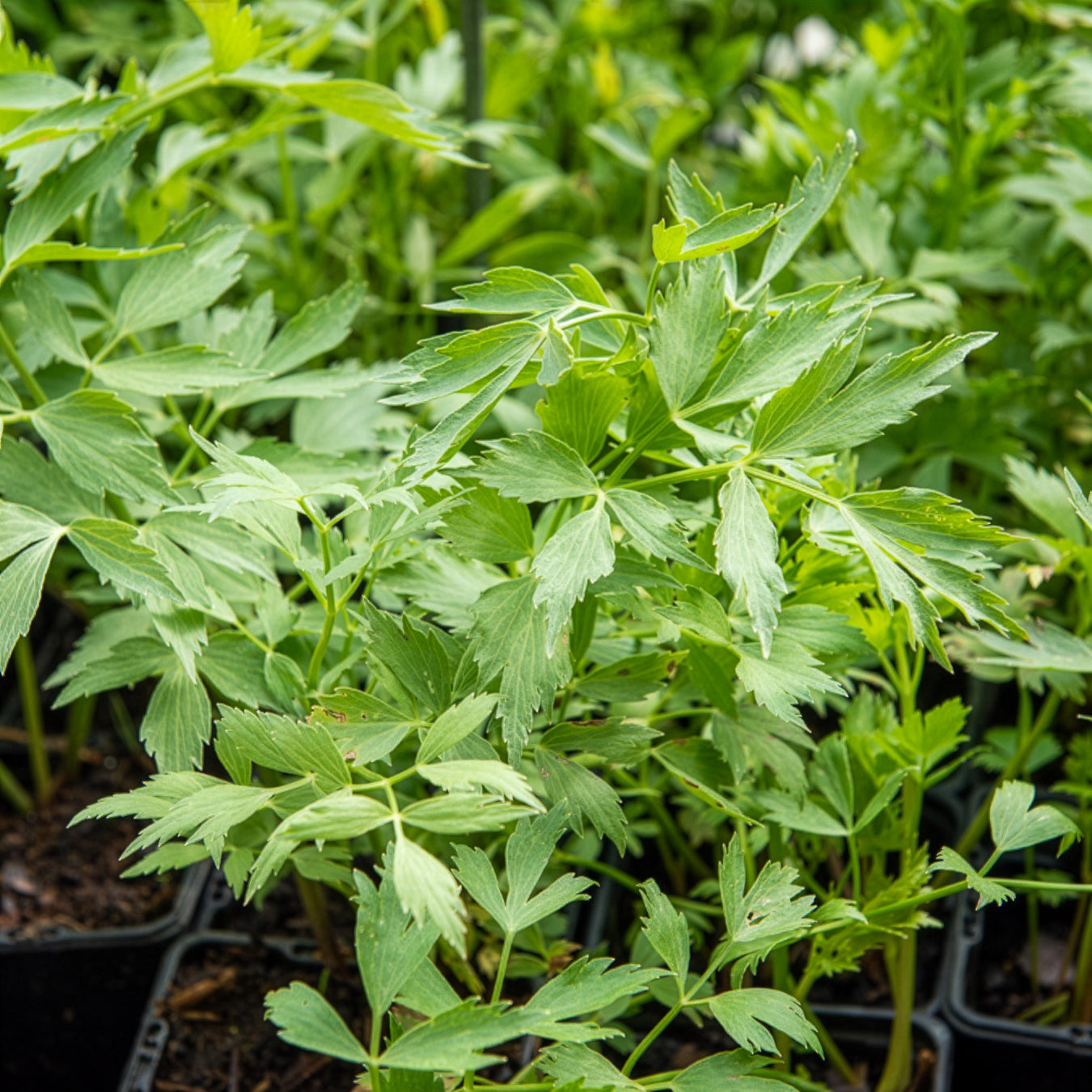 Maggikraut Bio - Levisticum officinalis - Bakker