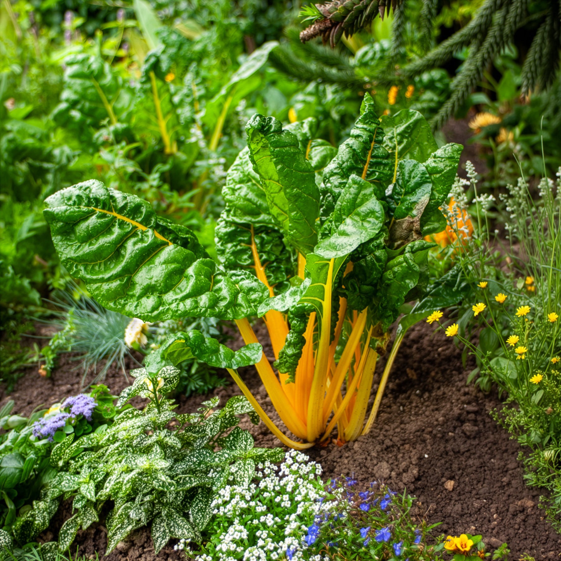 Verkauf Mangold Mischung bunt - Beta vulgaris