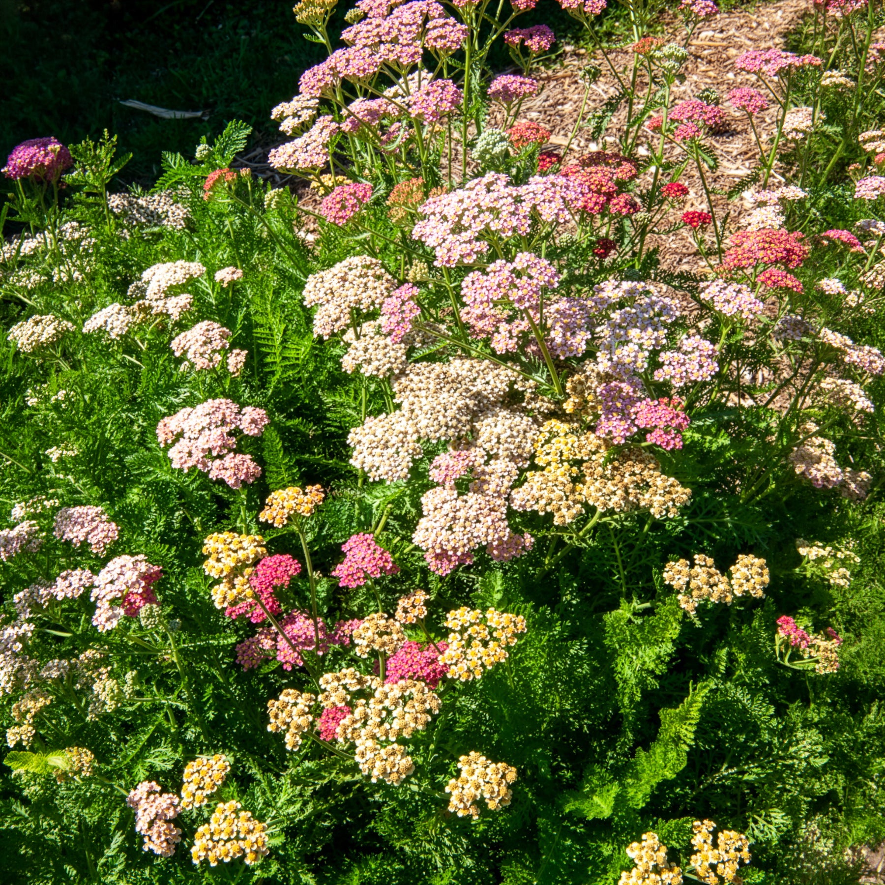 Schafgarbe 'Summer Pastels' F2 Mischung - Achillea millefolium summer pastels f2 - Bakker