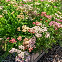 Schafgarbe 'Summer Pastels' F2 Mischung - Bakker