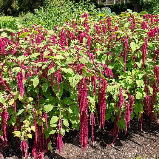 Roter Fuchsschwanz - Bakker