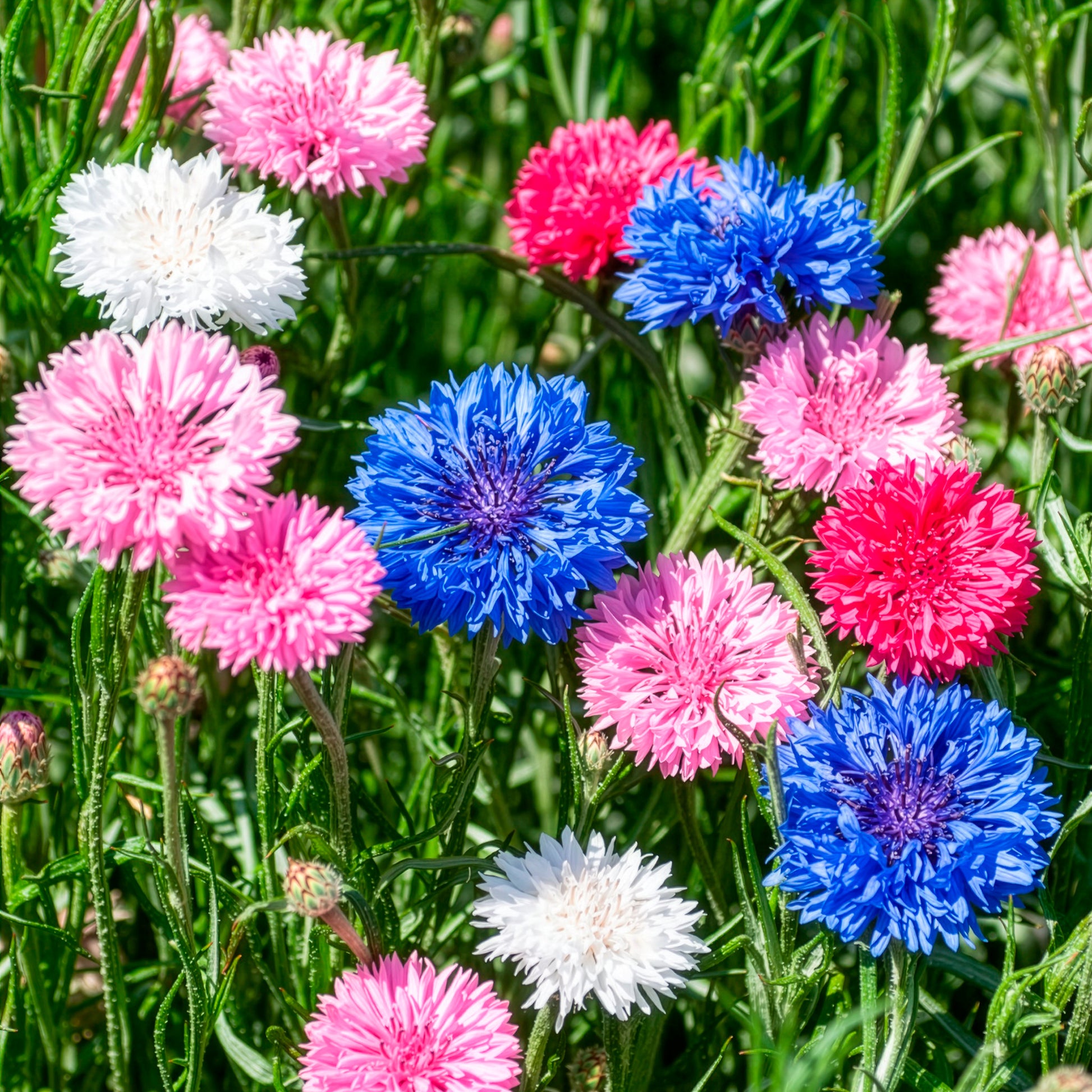 Kornblumen Mischung - Bakker