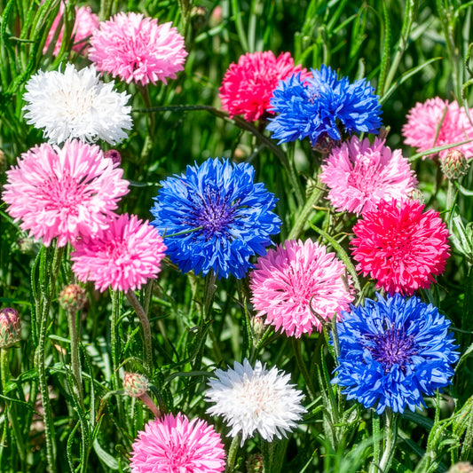 Kornblumen Mischung - Bakker