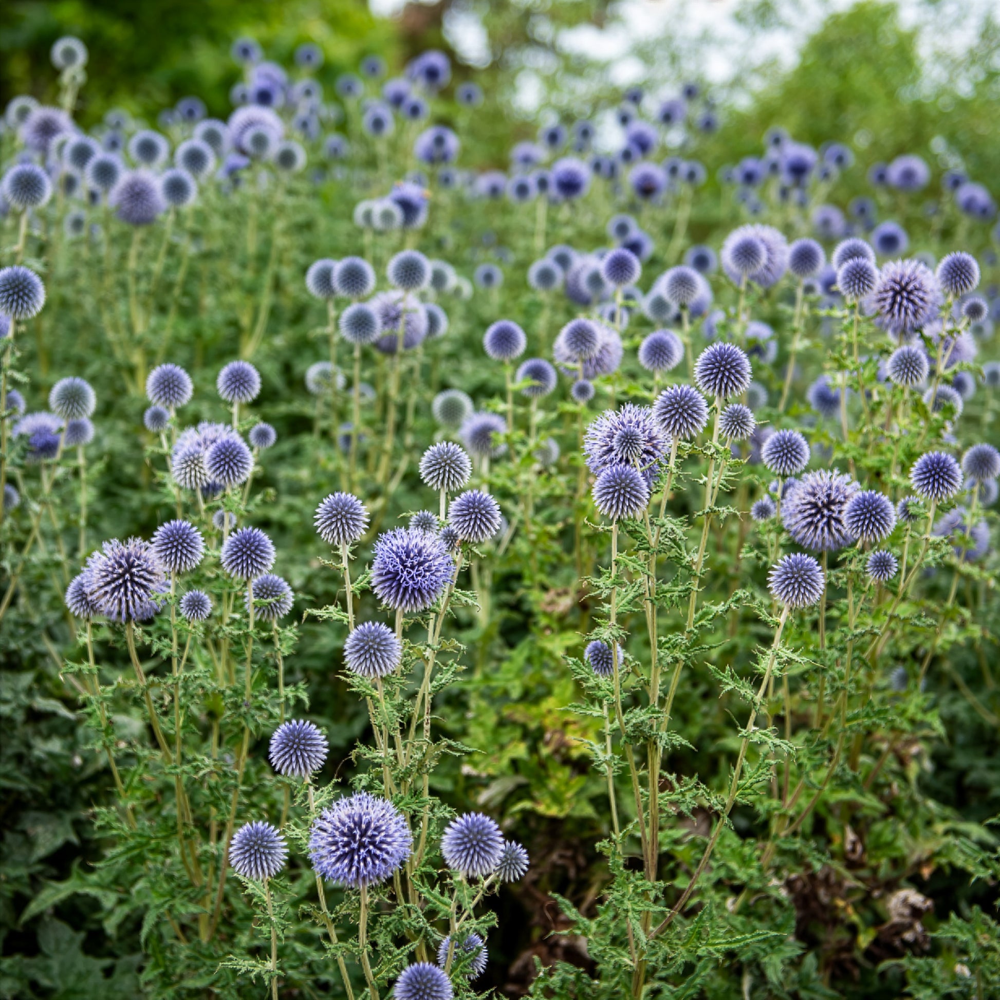 Ruthenische Kugeldistel - Echinops ritro - Bakker