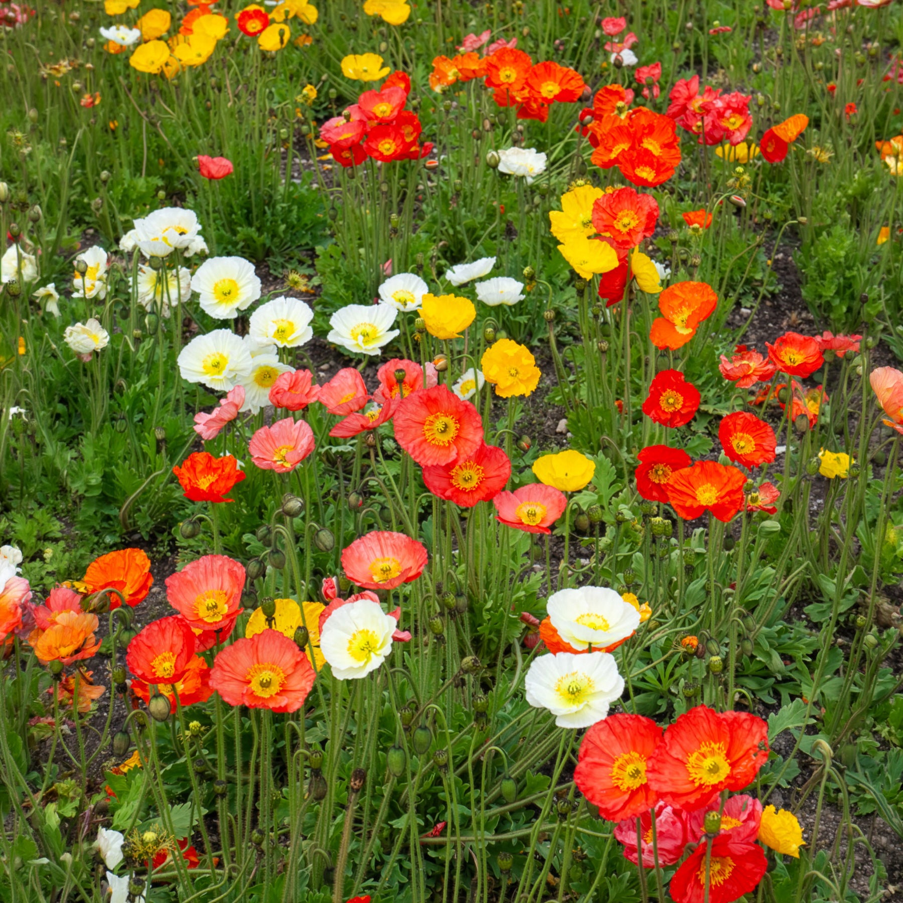 Verkauf Islandmohn ‘Artist’s Glory’ Mischung - Papaver nudicaule