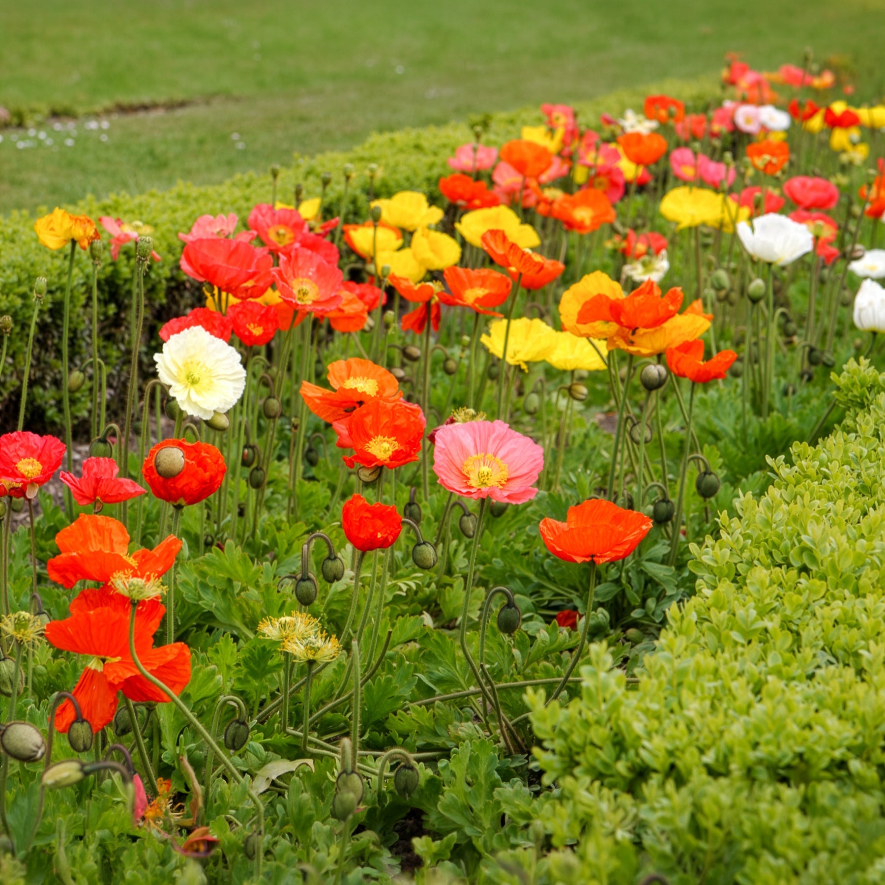 Papaver nudicaule - Islandmohn ‘Artist’s Glory’ Mischung - Terrasse und Balkon