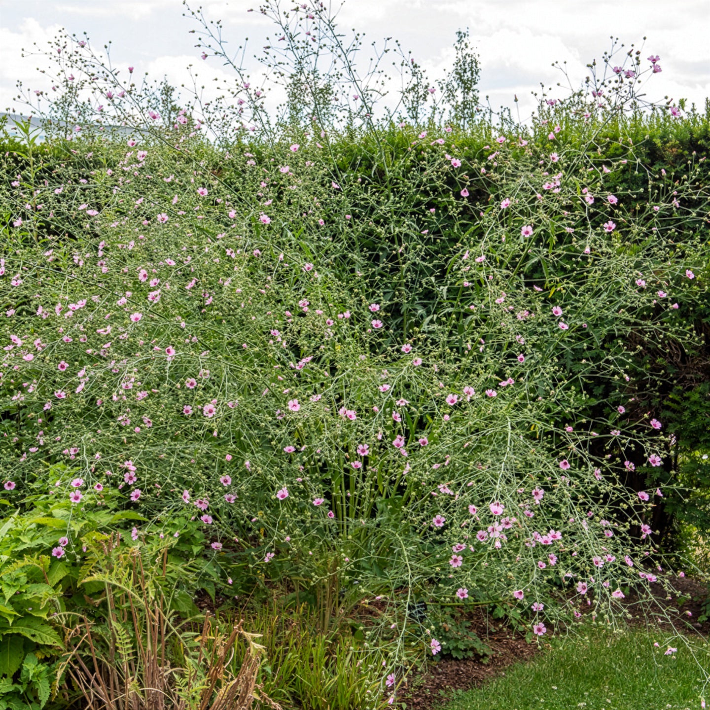 Falscher Hanf-Eibisch Hanfblatt-Eibisch - Althaea cannabina - Bakker