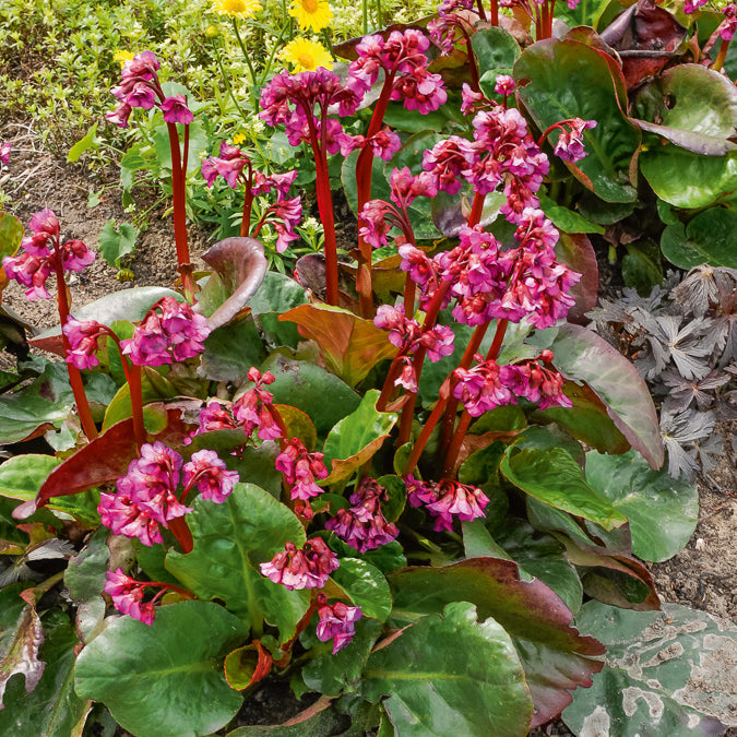 Bergenie ‘Abendglut’ - Bergenia cordifolia Abendglut - Bakker