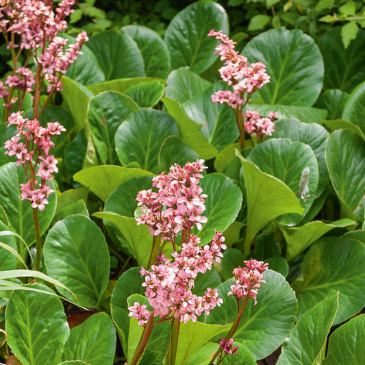Bergenie 'Bressingham Ruby' - Bakker