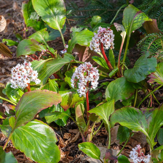 Bergenie ‘Silberlicht’ - Bergenia Silberlicht - Bakker
