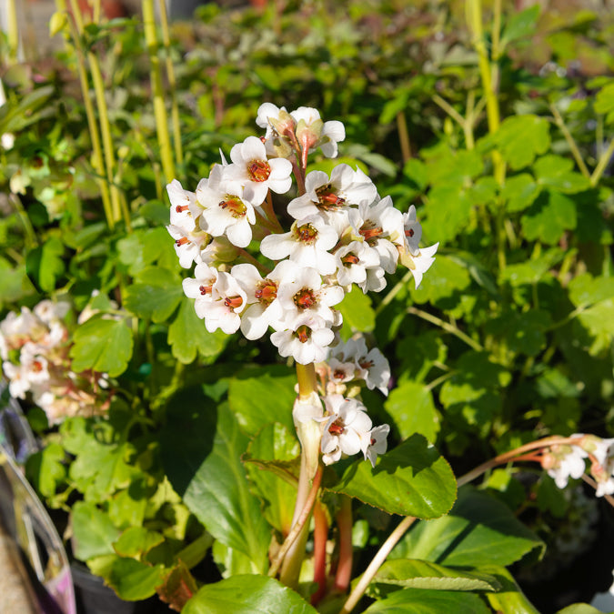 Bergenia Silberlicht - Bergenie ‘Silberlicht’ - Bergenie