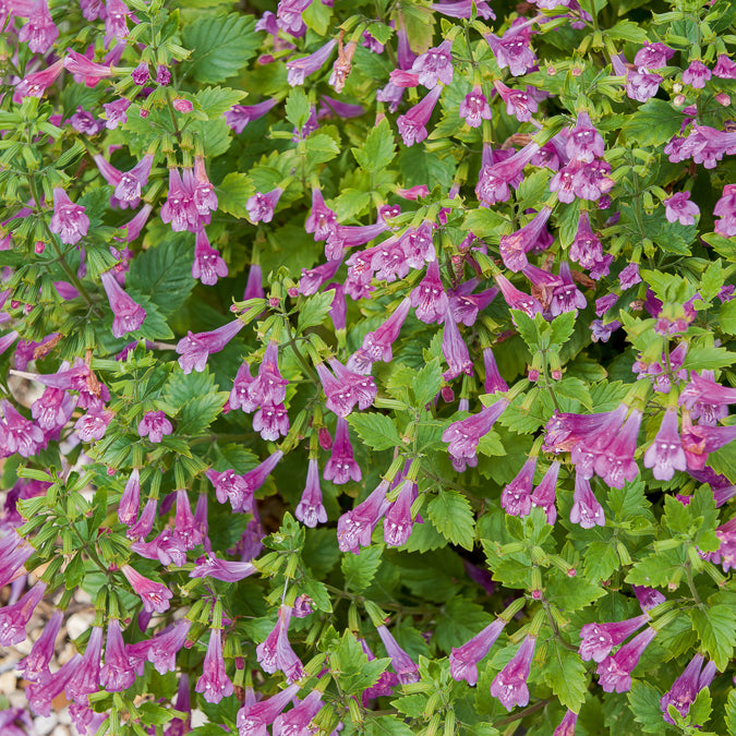 Großblütige Bergminze - Calamintha grandiflora - Bakker