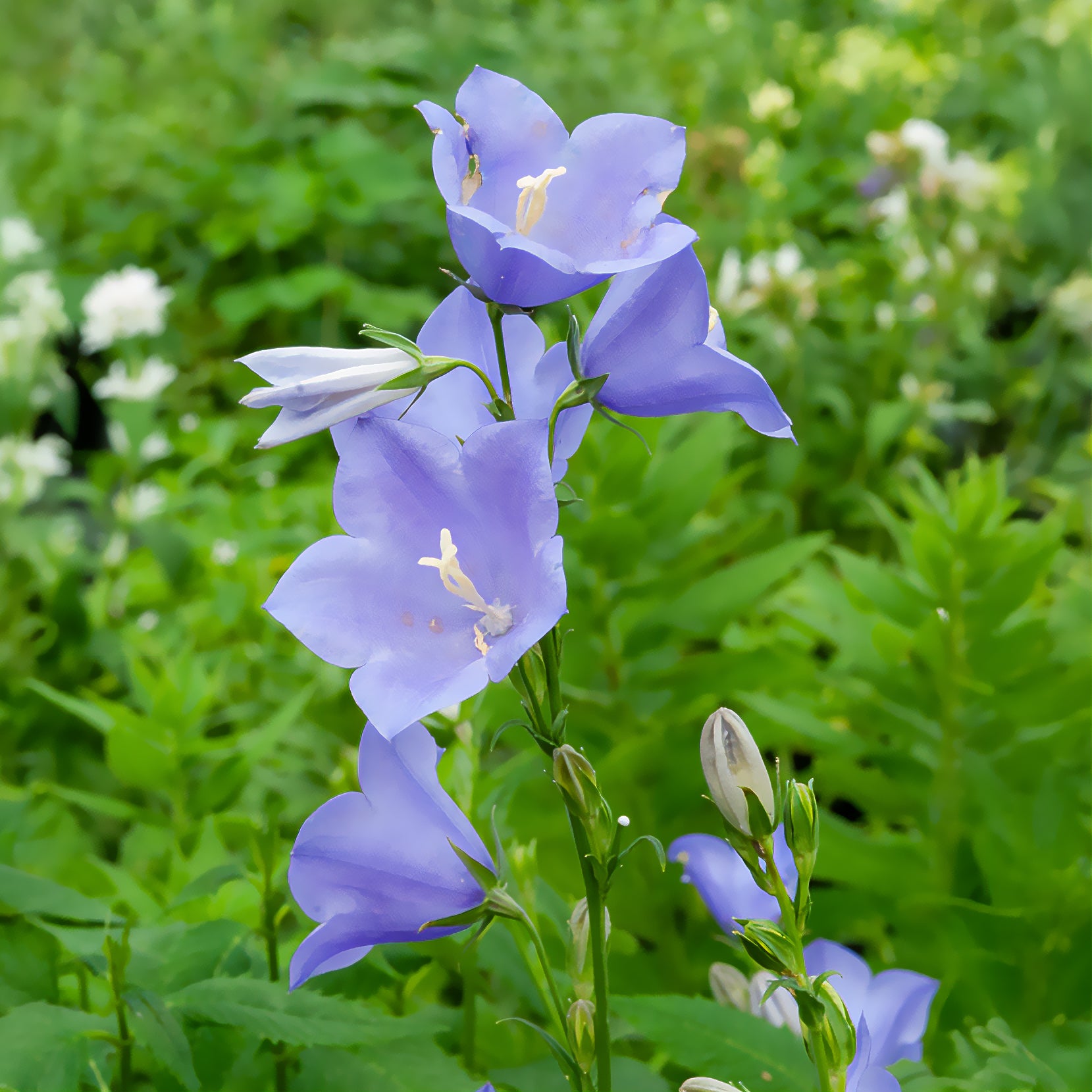 Pfirsichblättrige Glockenblume - Campanula persicifolia - Bakker