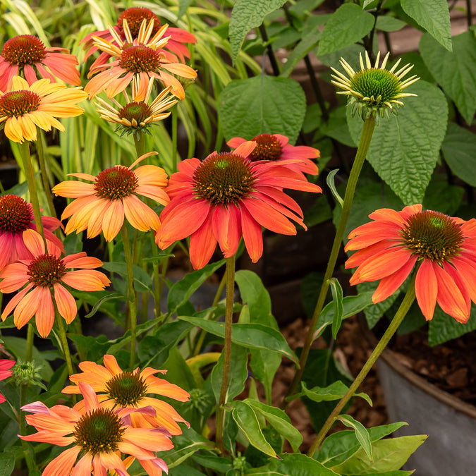 Sonnenhut Cheyenne Spirit - Echinacea purpurea Cheyenne Spirit - Bakker