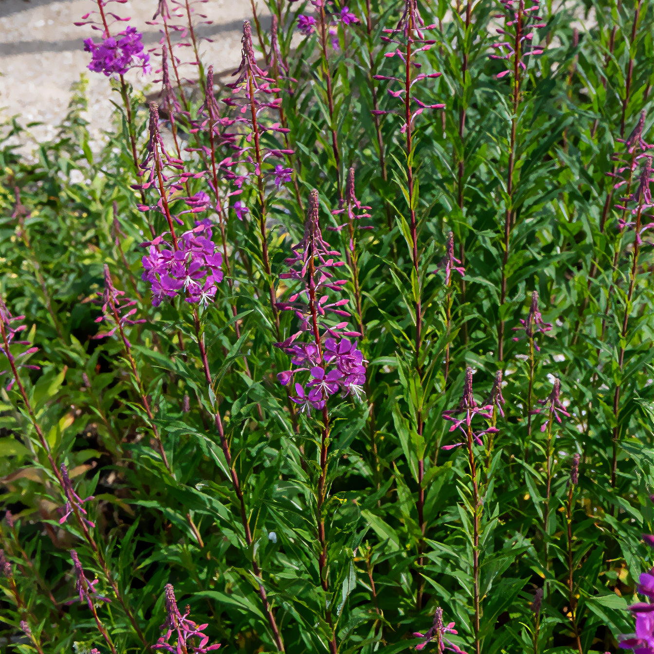 Stauden - Schmalblättriges Weidenröschen - Epilobium angustifolium