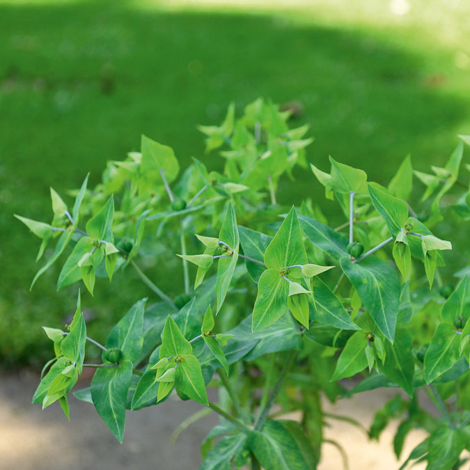Euphorbia lathyris - Garten-Wolfsmilch - Wolfsmilch  