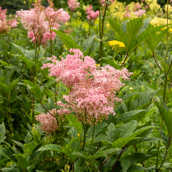 Rote Spiere 'Venusta' - Filipendula rubra venusta - Bakker