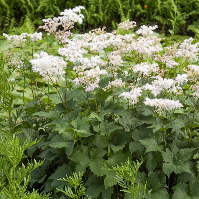 Mädesüß - Filipendula ulmaria - Bakker