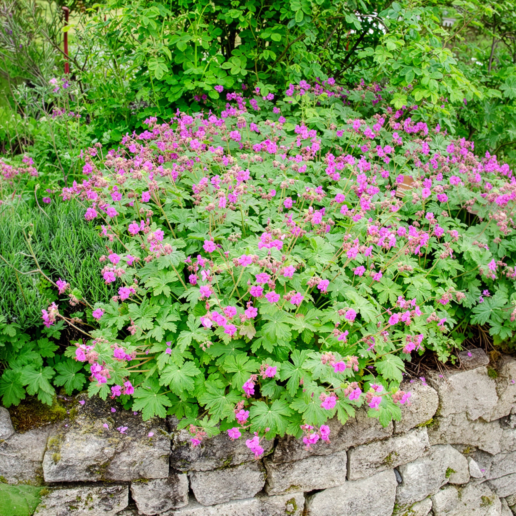 Verkauf Balkan-Storchschnabel - Geranium macrorrhizum