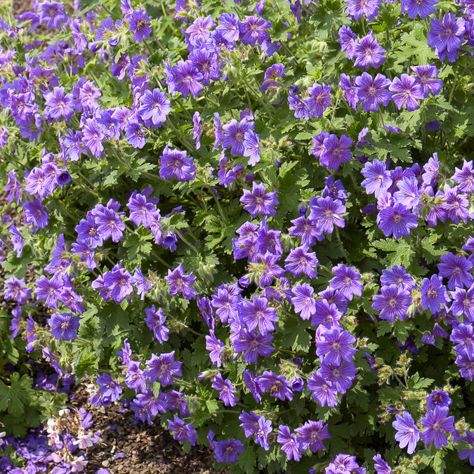 Geranien - Storchschnabel ‘Rosemoor’ - Geranium x magnificum Rosemoor