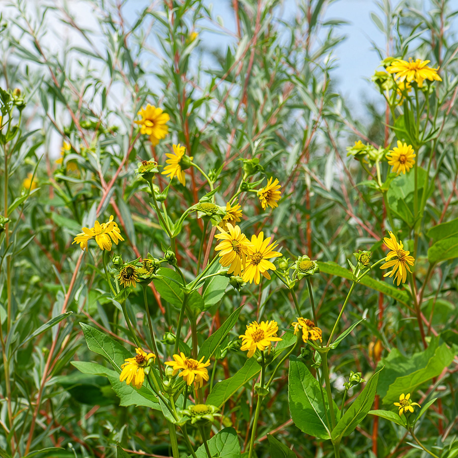 Sonnenblume Capenoch Star - Bakker