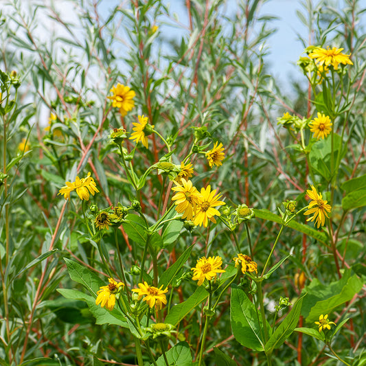 Sonnenblume Capenoch Star - Bakker