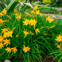 Zitronen-Taglilie - Hemerocallis citrina - Bakker