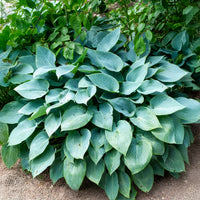 Graublaue Funkie Halcyon - Hosta Halcyon - Bakker