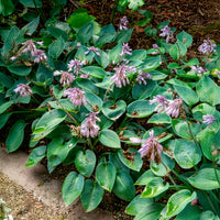 Verkauf Graublaue Funkie Halcyon - Hosta Halcyon
