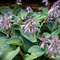 Hosta - Funkie - Graublaue Funkie Halcyon - Hosta Halcyon