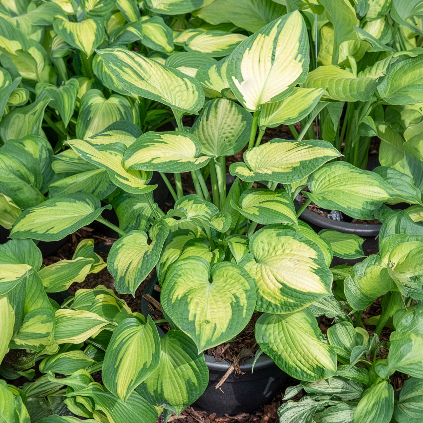 Hosta hybride pauls glory - Hosta Paul's Glory Funkia - Hosta - Funkie