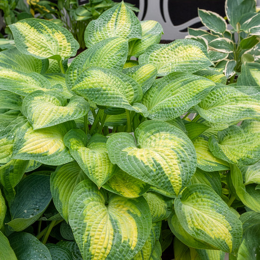 Hosta Paul's Glory Funkia - Bakker