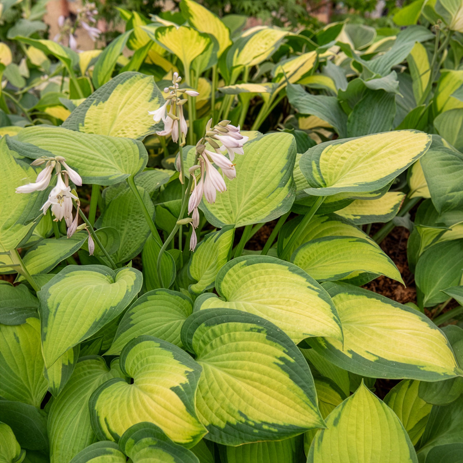 Hosta Paul's Glory Funkia - Hosta hybride pauls glory - Bakker