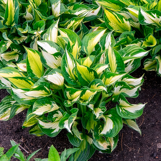 Hosta Whirlwind Funkia - Bakker